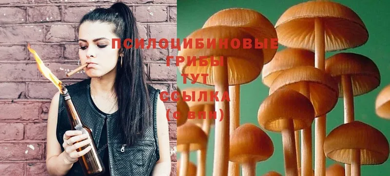 как найти наркотики  Новозыбков  Псилоцибиновые грибы MAGIC MUSHROOMS 